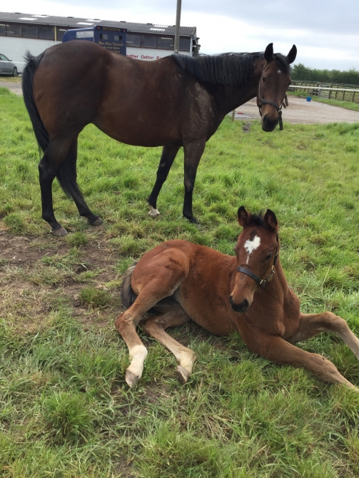six diamonds and casamento foal